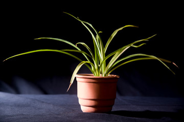 elegant clorophytum on pots