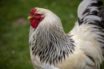 rooster in the farm