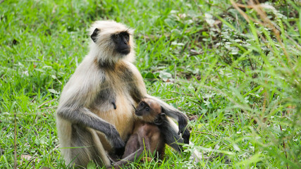 In the deep forest of chhattisgarh india monkey and the baby monkey sitting  