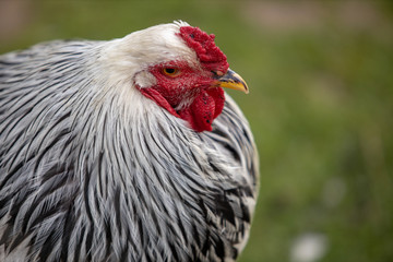 rooster in the farm