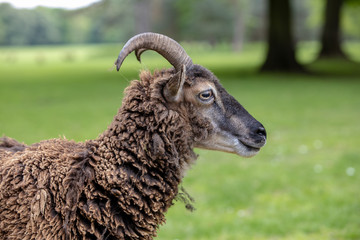 close up of a goat