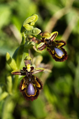 Wild Mirror Bee Orchid flowers - Ophrys speculum
