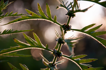 Meadow herb with small white flowers in the sun back light on the summer field. Nature landscape. Tender background