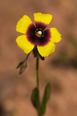 Wild Spotted Rock-rose flower over brown - Tuberaria guttata