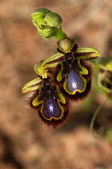 Wild Mirror Bee Orchid flowers over brown - Ophrys speculum