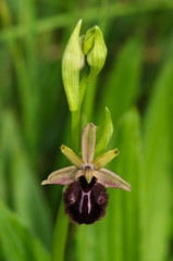 Wild Early Spider Orchid flower - Ophrys sphegodes subsp. atrata