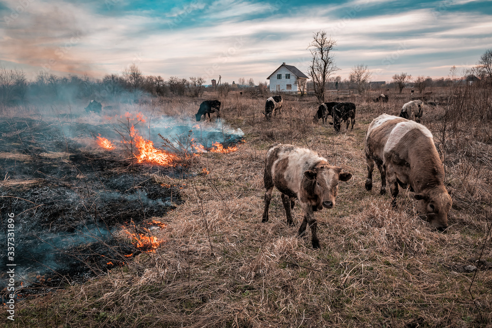 Wall mural cows in the middle of burning grass