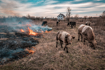 cows in the middle of burning grass