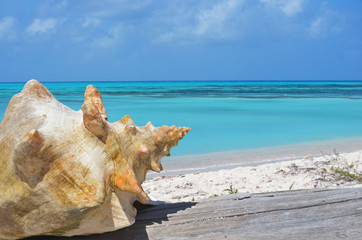 Obraz na płótnie Canvas Una concha marina con el paisaje del Caribe detrás