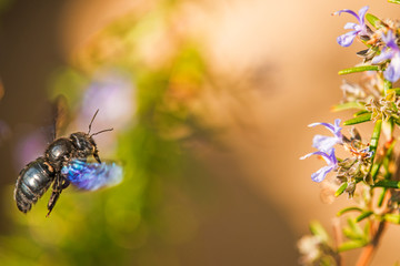 violet carpenter bee flies to a rosemary