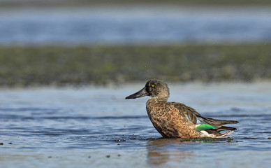 A male Shoveler - Anas clypeata, Crete