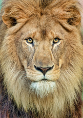 Lion Portrait