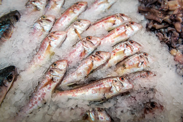 Red mullet on ice