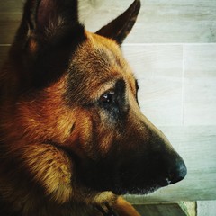 german shepherd dog