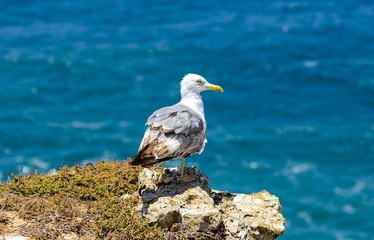 Bird on Cabo de Sao Vicente. Sagres, Algarve, Portugal