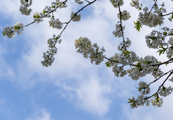 Cherry blossom blooming season. Close-up of white flowers in spring garden against blue sky background. Selective focus. Fresh wallpaper, nature concept. Place for your text