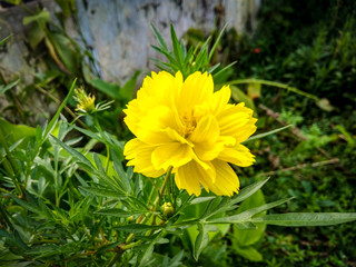 The beauty of yellow kenikir (cosmos) in the flower garden.