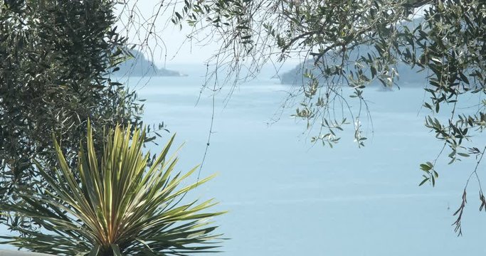 Seaside garden with olive trees and dracaena plant. Plants in spring in a Mediterranean garden in Liguria.