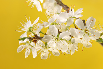 White blossoms of spring against a yellow background. Closeup macro photography in high resolution, studio shot.