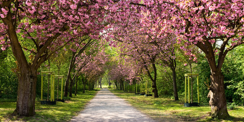 Frühling, japanische Kirschblüte, Allee