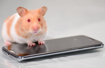 tierno Hámster en el celular 