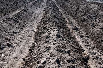 garden earthen bed. field planting in spring