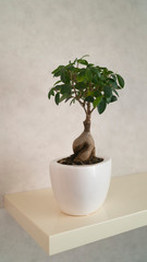 Bonsai tree grows in a pot. Miniature japanese bonsai tree isolated against grey and standing in small pot
