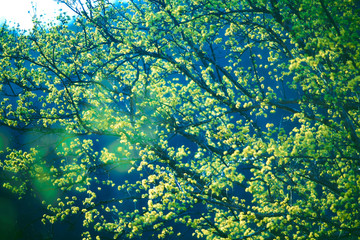 산골에서 봄을 알리는 가장 빠른 꽃 산수유