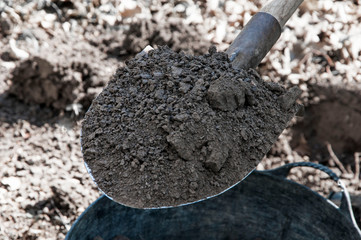 fertile land in a shovel. soil preparation
