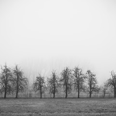Triste Baumreihe im Nebel, Schwarzweiß
