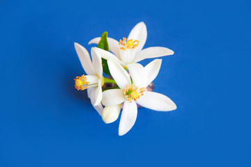 Fototapeta na wymiar small natural white flowers of orange fruit on a blue background