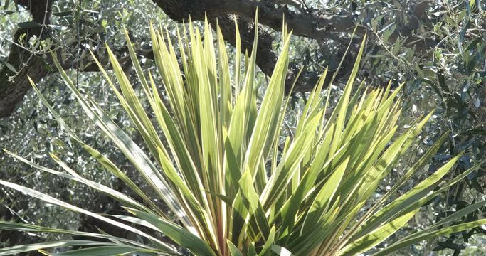 Garden with dracaena plant with leaves blowing in the wind. Plants in spring in a Mediterranean garden in Liguria.