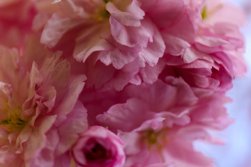 Kirschblüte, blume, pink, natur, blume, pfingstrose, pflanze, aufblühen, garden, floral, blühen, schönheit, rosales, flora, schön, frühling, makro, isoliert, close up, green, blütenblätter, sommer, we