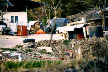 시골집을 지키는 늠름한 댕댕이