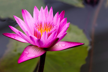 Closeup shot of a pink Lilly or lotus flower blooming with water drops on petals and yellow stigma...