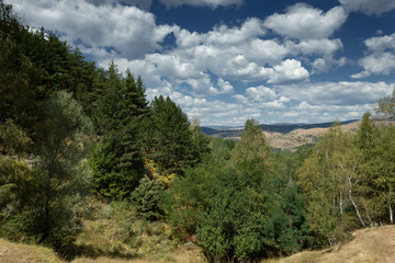 Groups of trees in curvy and winding path in the forest