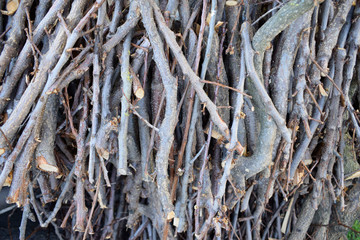 Stacked fruit firewood. Mountain of chopped tree branches.