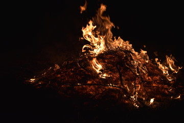 Bonfire. Burning tree branches. Environmental pollution.