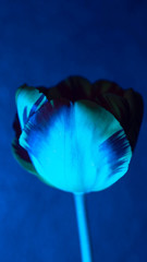 Bi-colour Tulip bathed in soft blue light