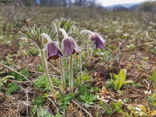 Wiesen-Küchenschelle (Pulsatilla pratensis) auf Steppenrasen im Kyffhäuser Land