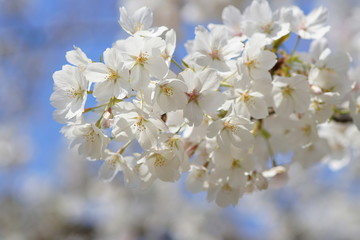 Fototapeta premium 満開のサクラ