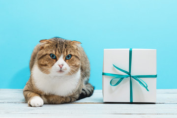 Lying cat with a gift present with green ribbon