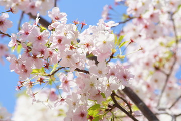 満開のサクラ