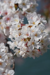 Fototapeta premium 満開のサクラ