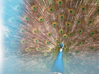 Obraz premium peacock with feathers
