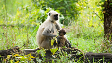 In the deep forest of chhattisgarh india monkey and the baby monkey sitting  