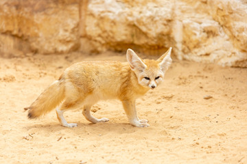 Little Desert Fox Fenech