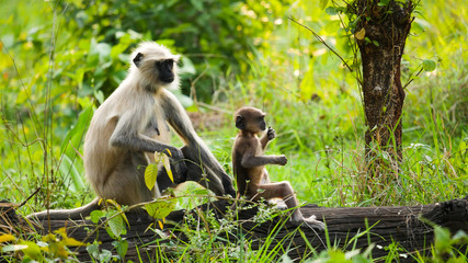 In the deep forest of chhattisgarh india monkey and the baby monkey sitting  
