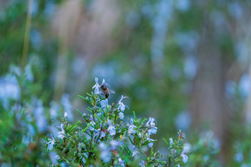 a bee posing on a rosemary flower