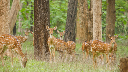 Spotted dear in the deep jungles of chhattisgarh india. wildlife in india, in the big group